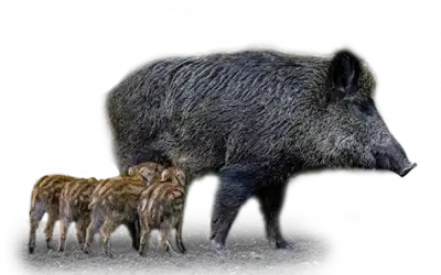 Wildschwein