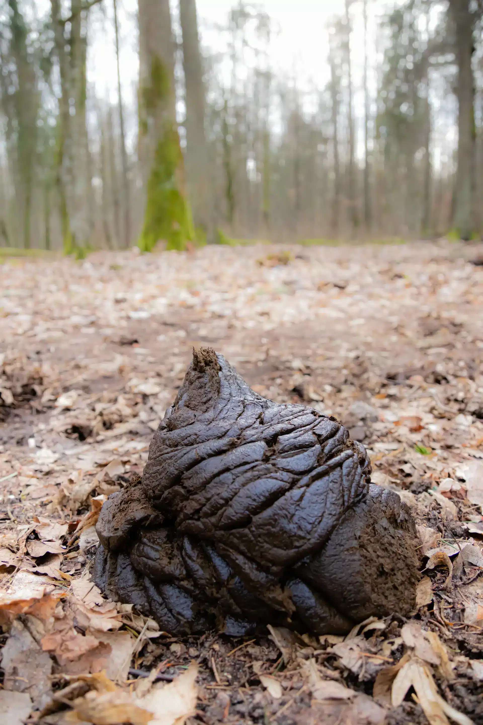 Wisent Losung - Wildtiere in Europa