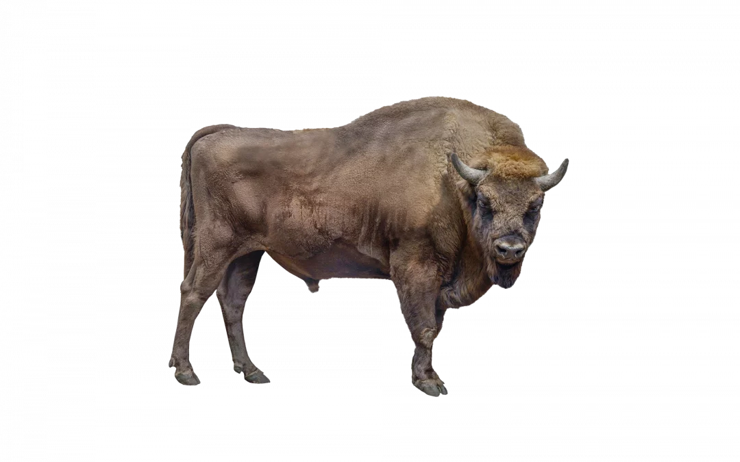 Wisent