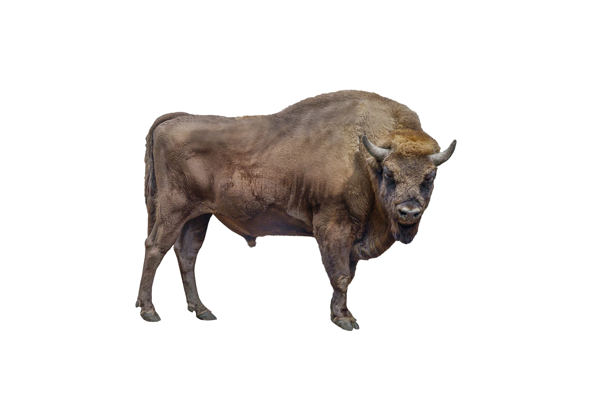 Wisent - Wildtiere in Europa