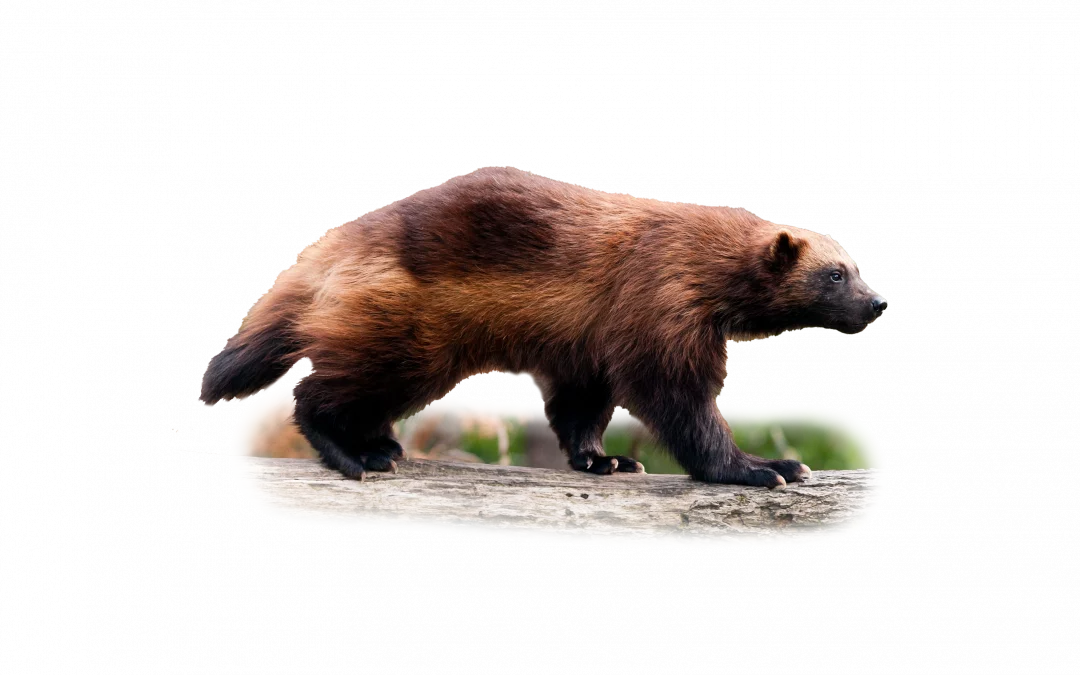 Vielfraß