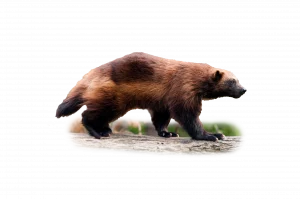 Vielfraß - Wildtiere in Europa