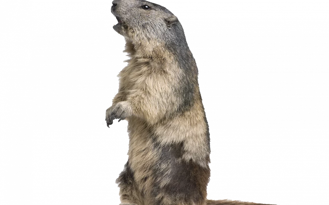 Murmeltier