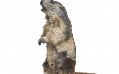 Murmeltier
