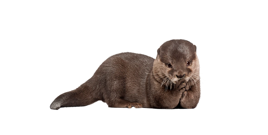 Fischotter