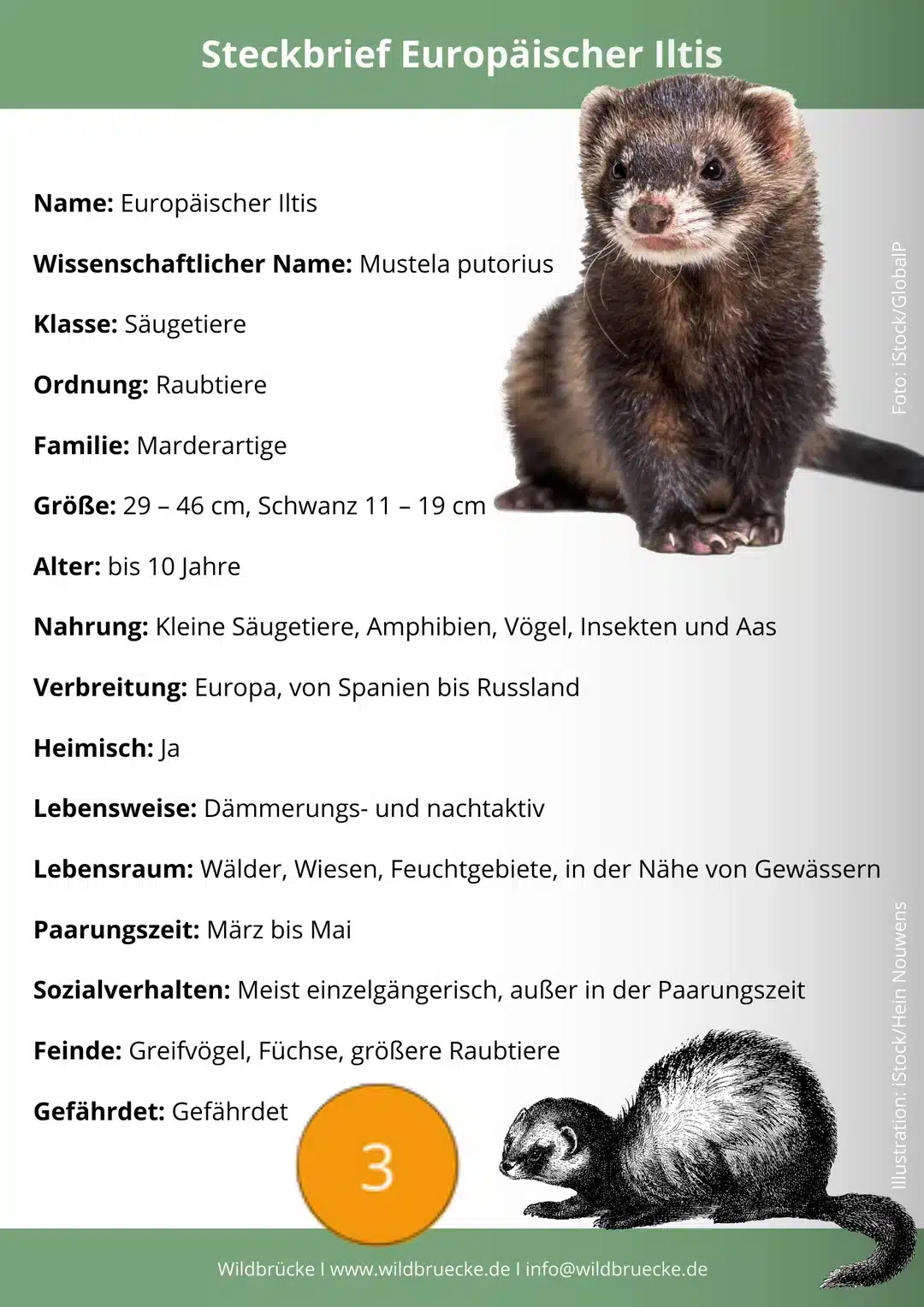 Der Rotfuchs Steckbrief - Wildtiere in Deustchland