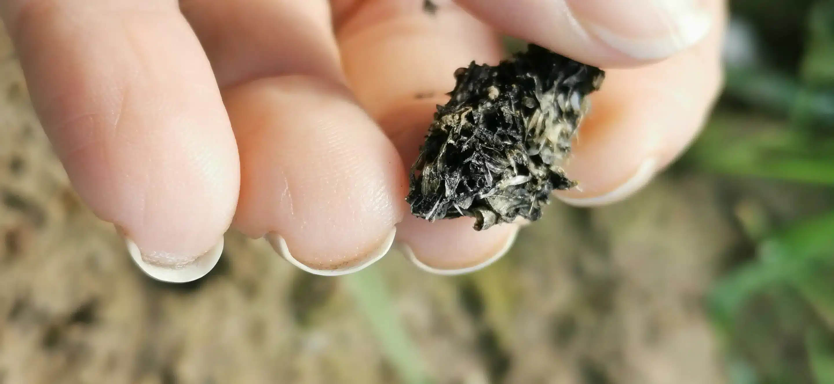 Fischotter Losung - Wildtiere in Deutschland