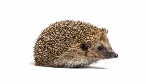 Igel - Wildtiere in Deutschland