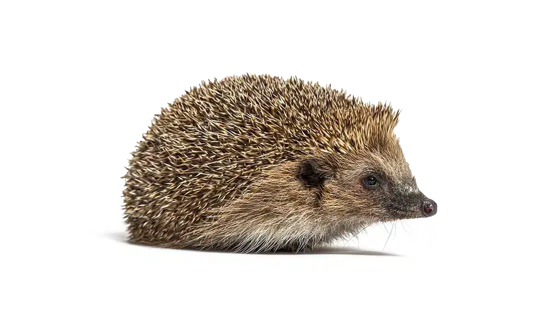 Igel