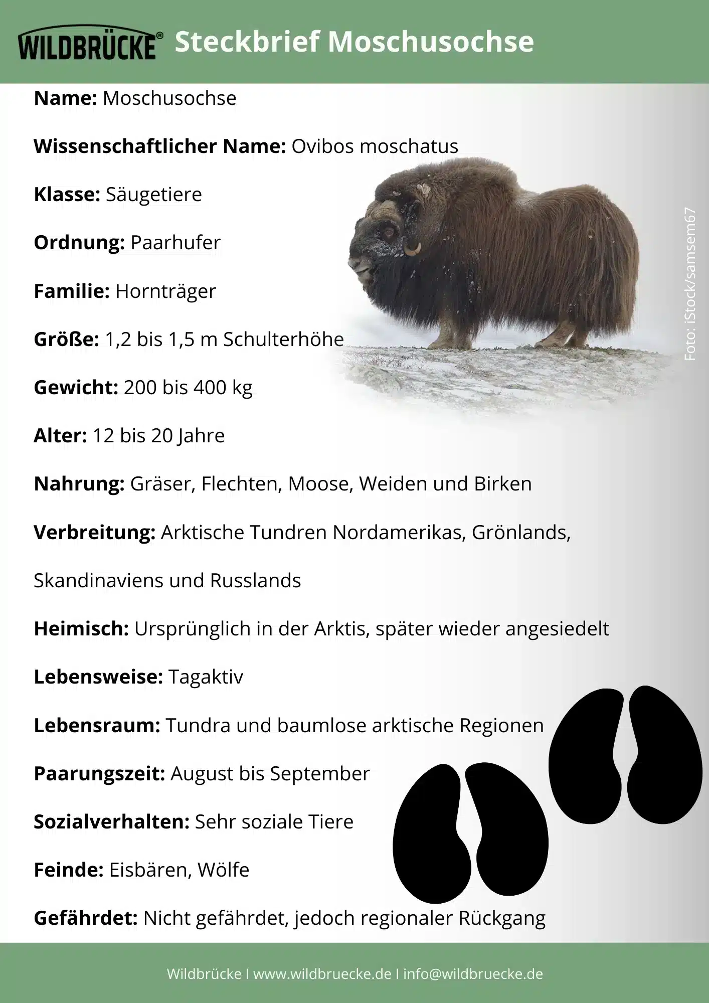 Moschusochse Steckbrief - Wildtiere in Europa