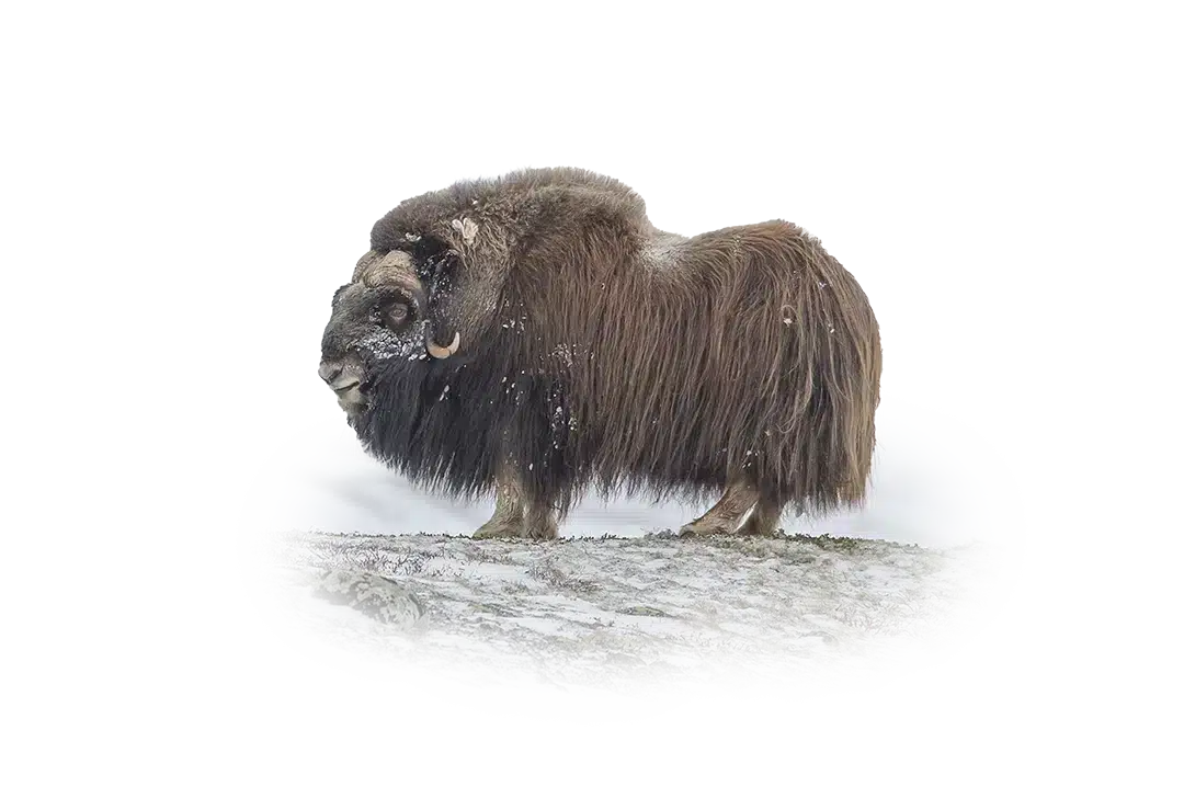 Moschusochse - Wildtiere in Europa