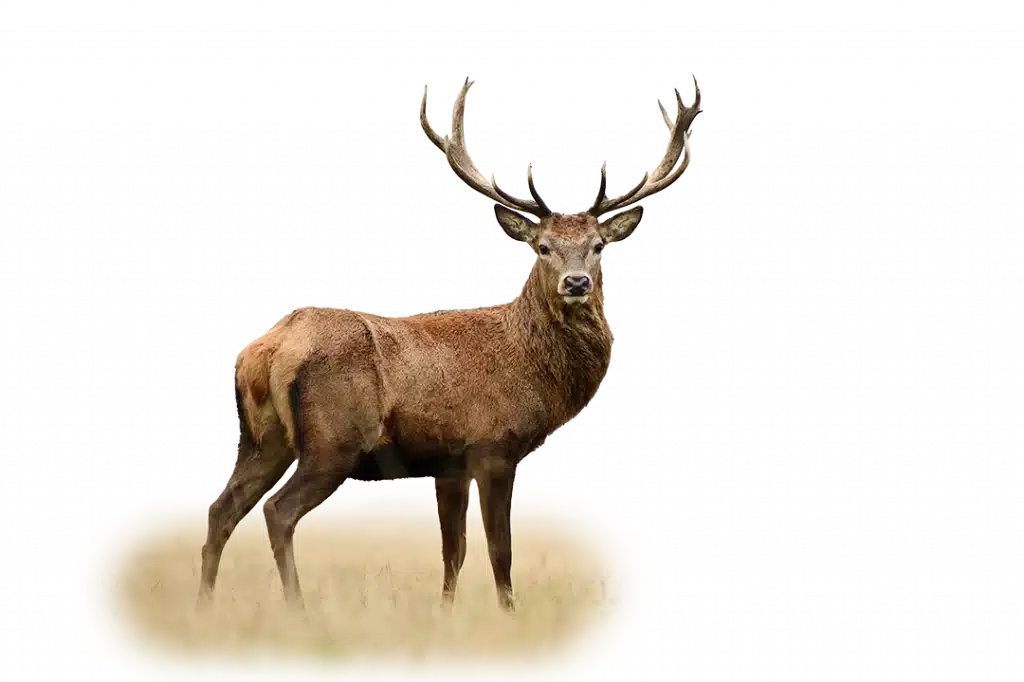 Жалаңаш кемпір секс