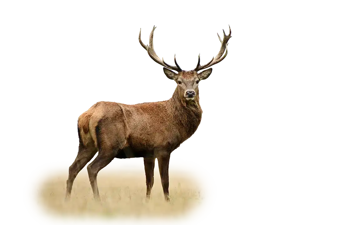 Rothirsch - Wildtiere in Deutschland