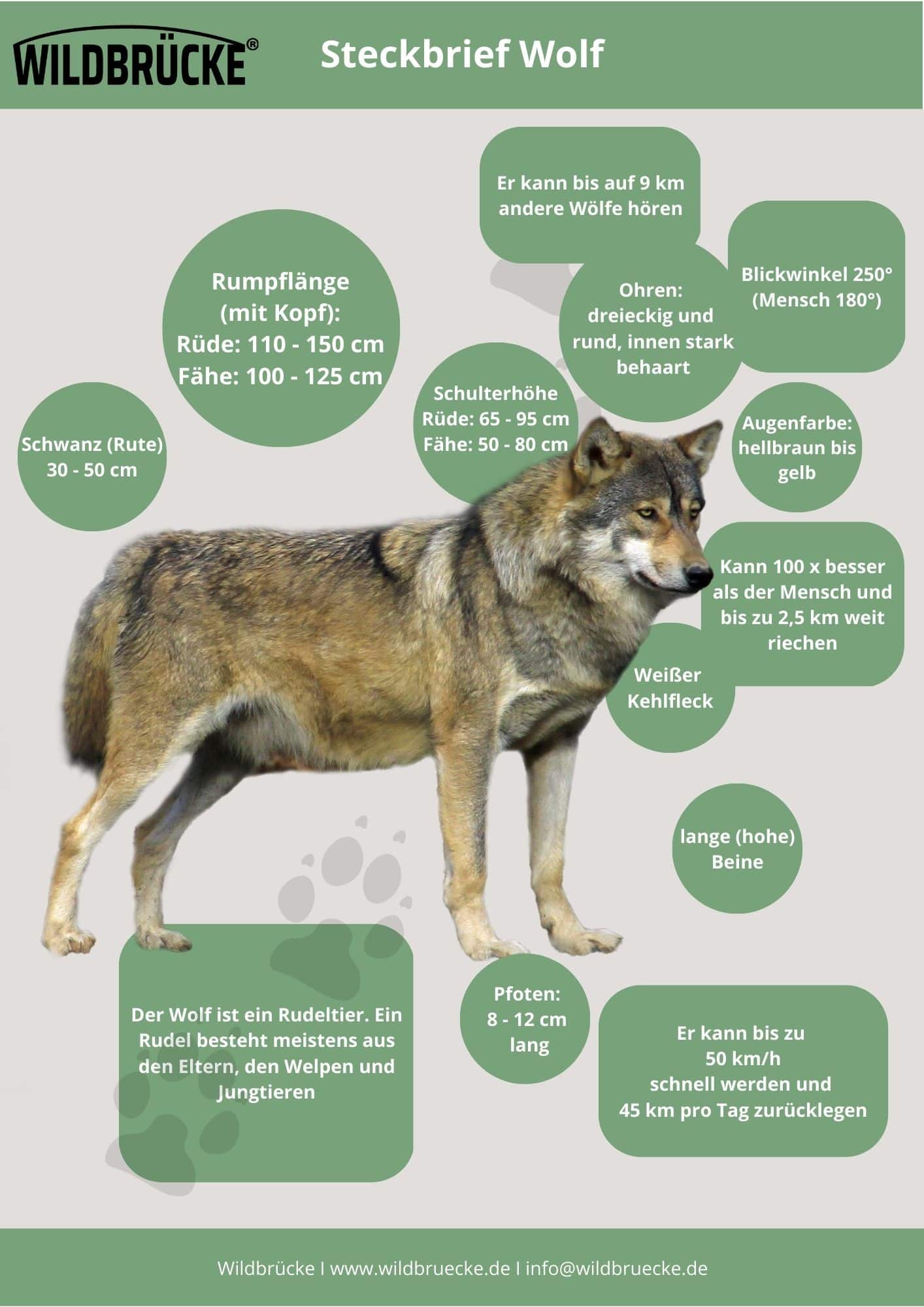 Spuren im Schnee Wolf, Hund, Fuchs - Unterrichtsmaterial Wildtiere in Deutschland