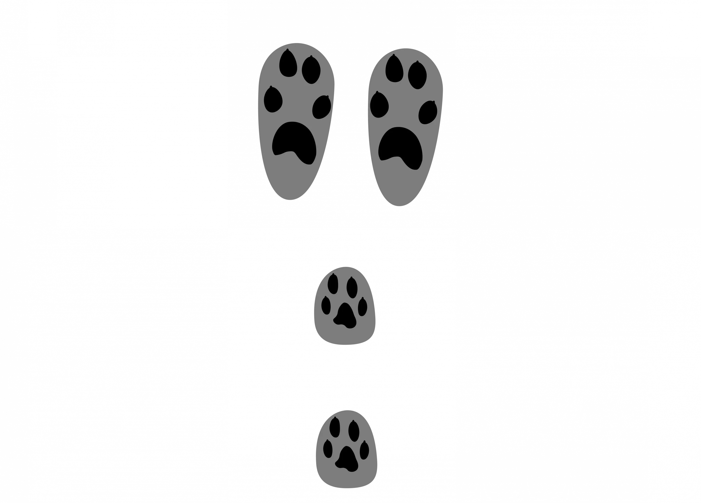 Wildkaninchen Spur - Wildtiere in Deutschland