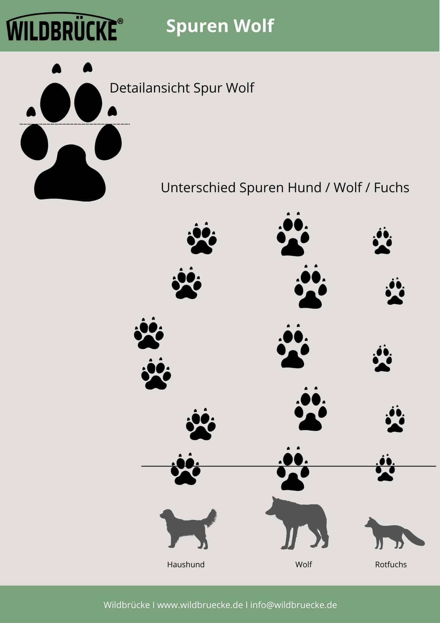 Wildbrücke zeigt den Fuchs Steckbrief