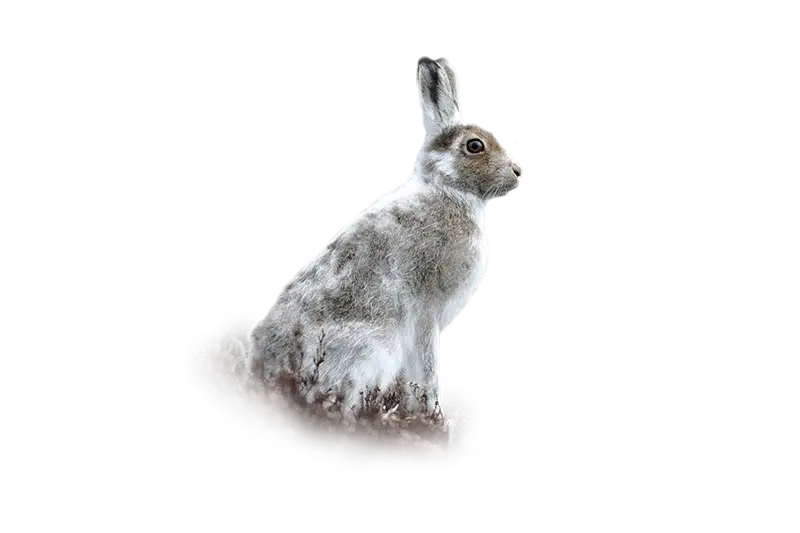 Schneehase - Wildtiere in Europa