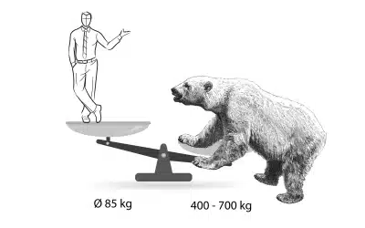 Eisbär Gewicht – Unglaubliche Fakten über den König der Arktis