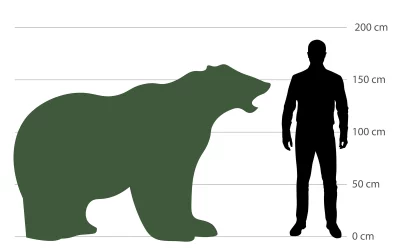 Wie groß werden Eisbären? Die Eisbär Größe und die Könige der Arktis
