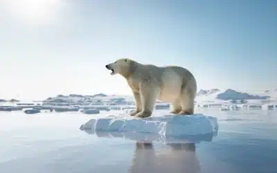 Eisbär Lebensraum: Überleben im Reich des Eises