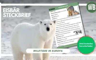 Giganten der Arktis: Der ultimative Eisbär Steckbrief