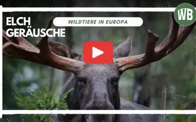 Elch Geräusche – So kommunizieren die größten Hirsche der Welt