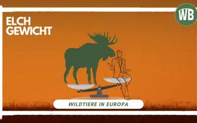 Elch Gewicht – Wie schwer wird der König der Wälder?