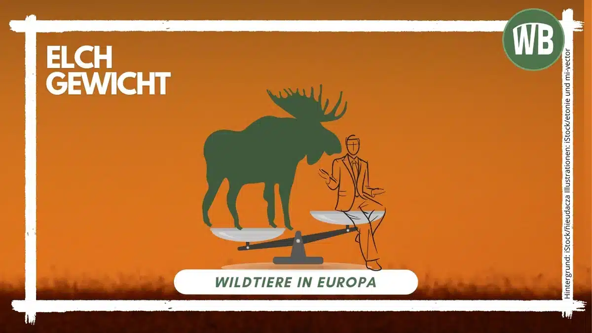 Elch Gewicht - Wildtiere in Europa