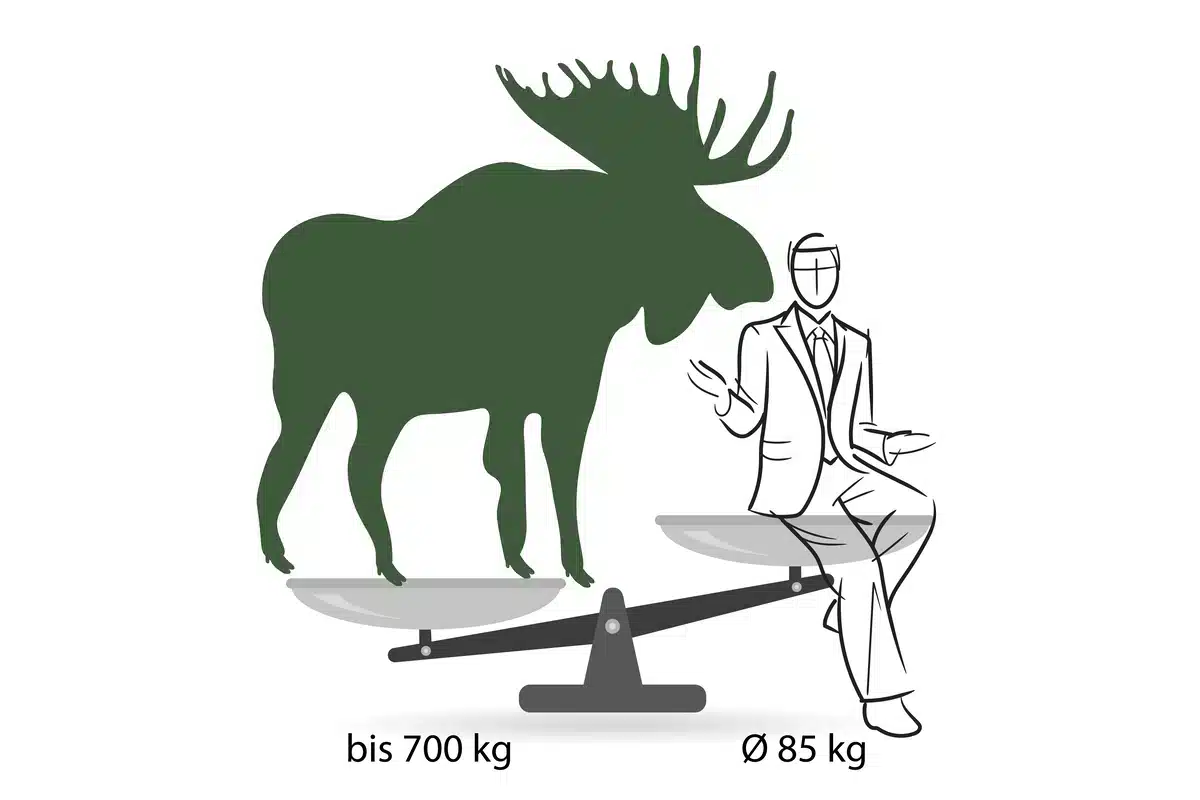 Elch Gewicht im Vergleich zum Menschen - Wildtiere in Europa