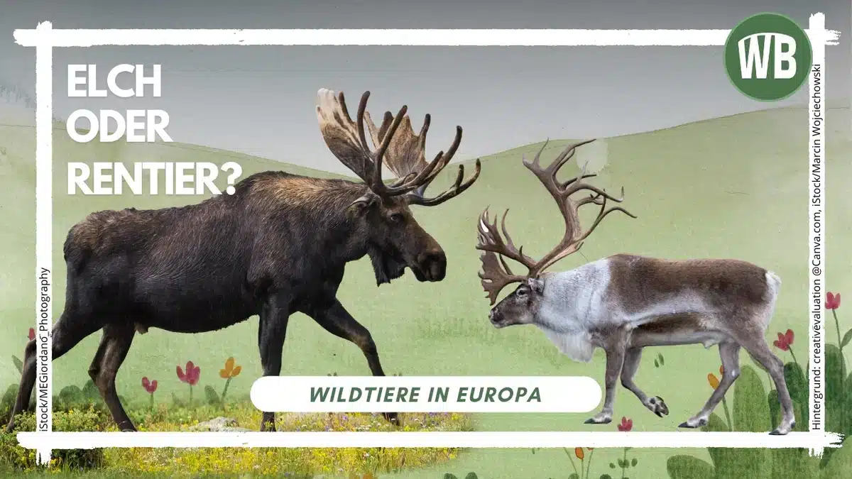Elch oder Rentier - Wildtiere in Europa