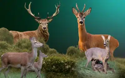 Hirsch und Reh: Die wichtigsten Unterschiede im Vergleich