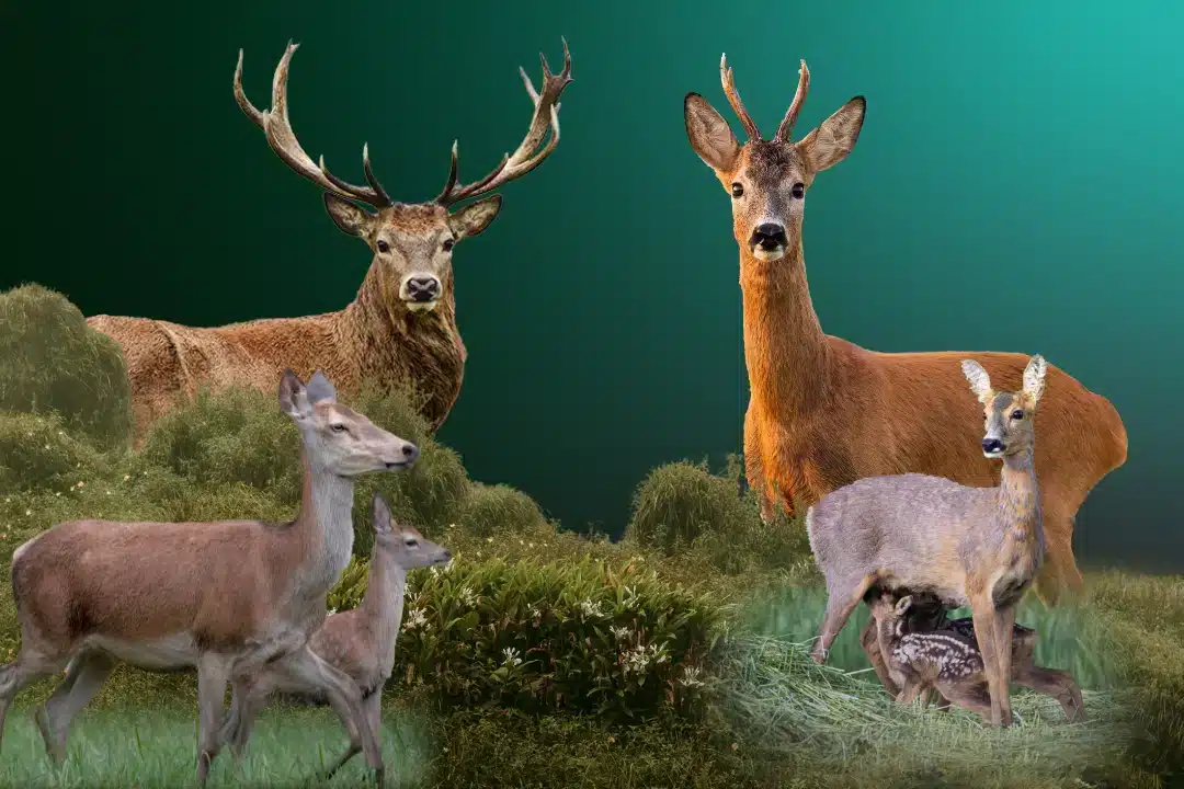 Hirsch Reh Unterschied - Wildtiere in Deutschland und Europa