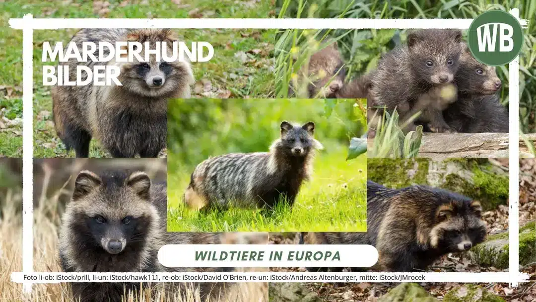 Marderhund Bilder - Wildtiere in Europa
