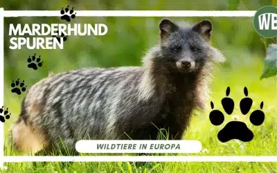 Marderhund Spuren erkennen und deuten