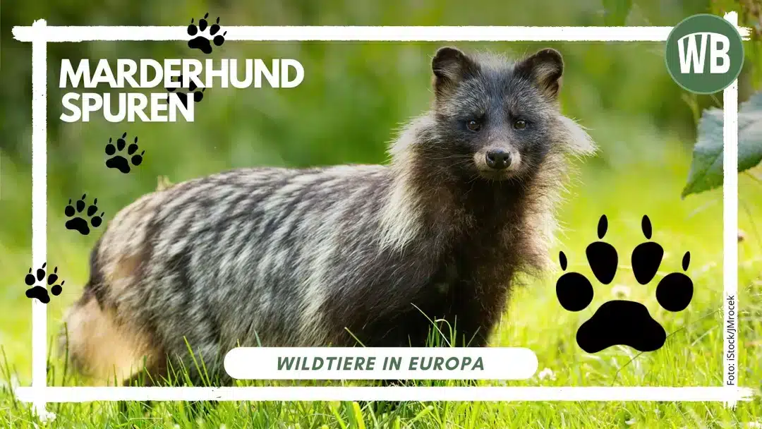 Marderhund Spuren erkennen und deuten