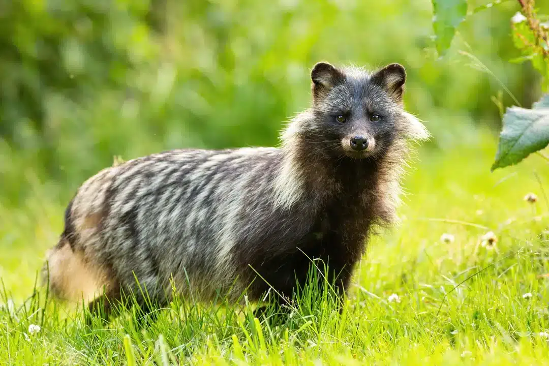 Marderhund - Wildtiere in Europa