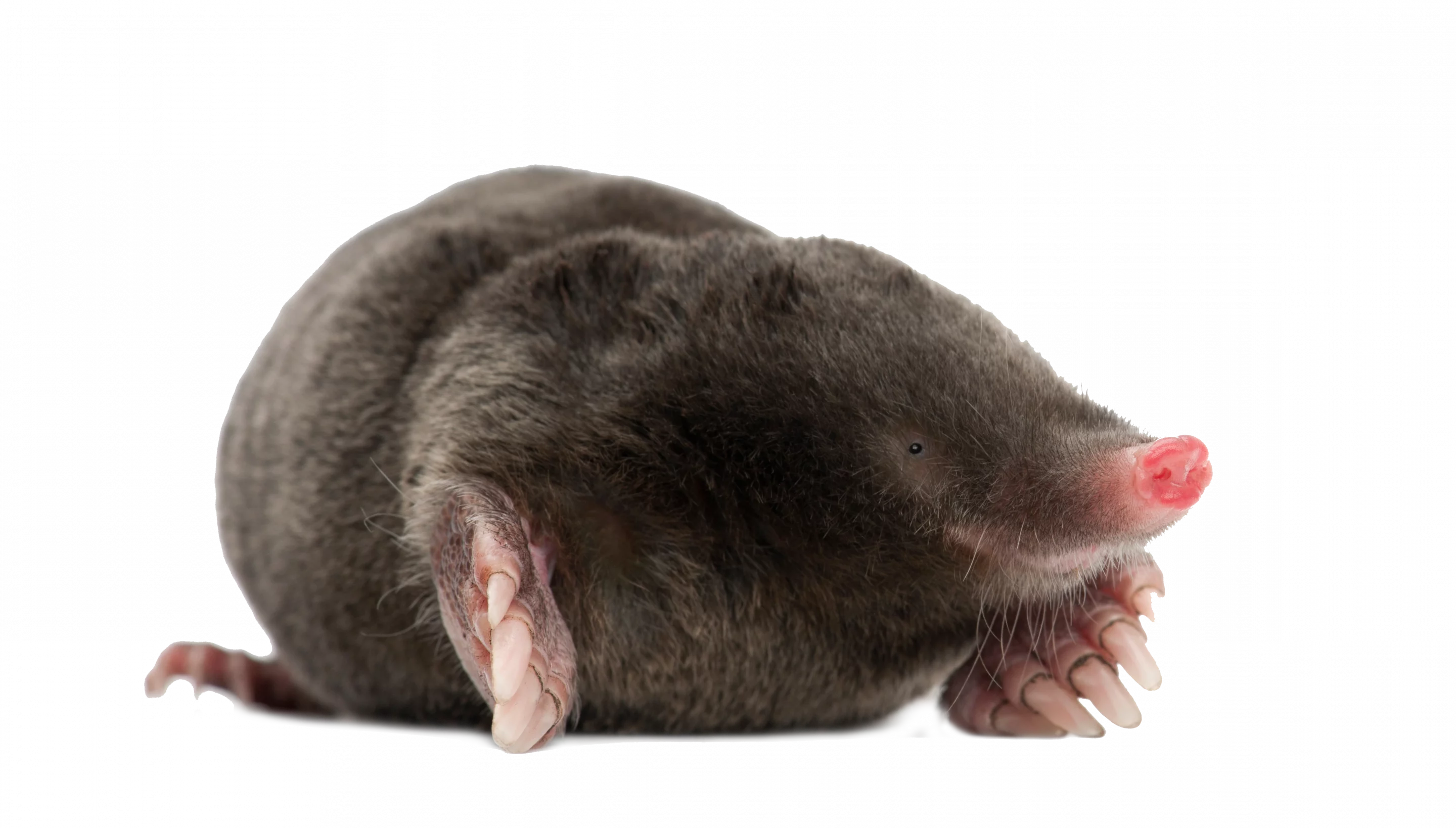 Maulwurf - Wildtiere in Deutschland
