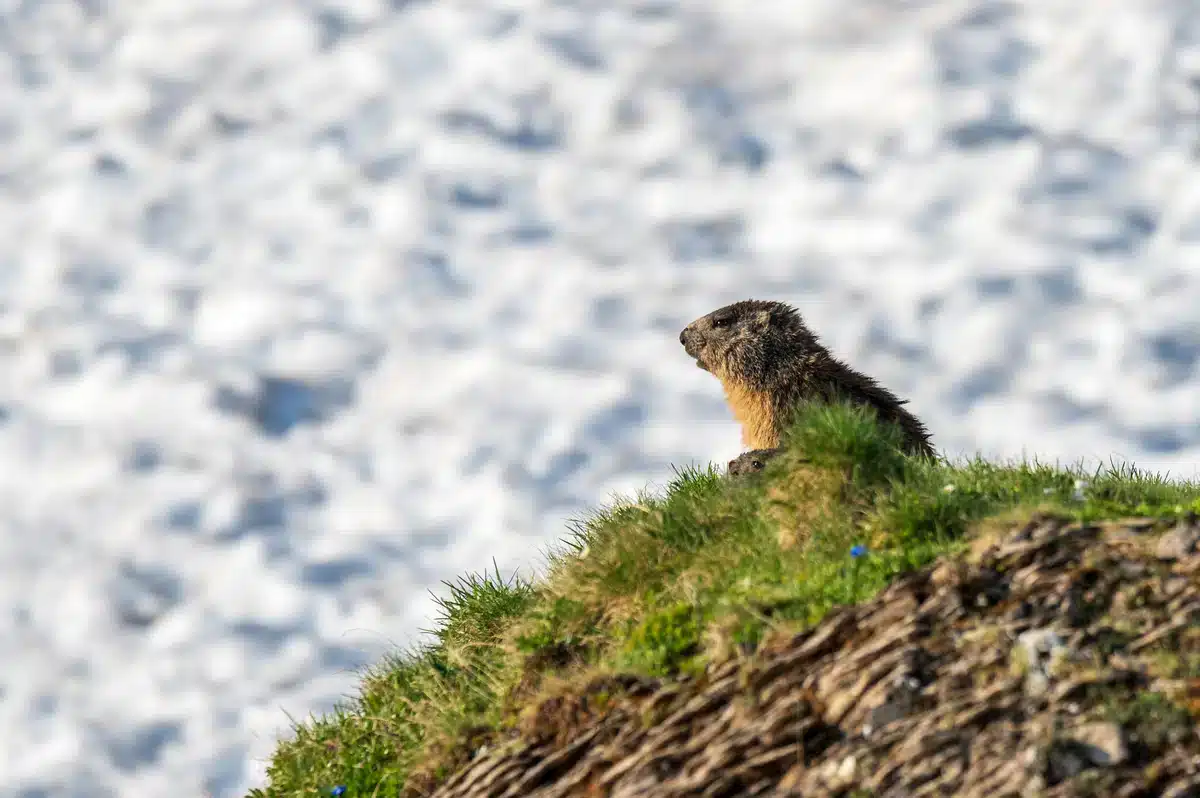 Murmeltier Winterschlaf - Wildtiere in Europa