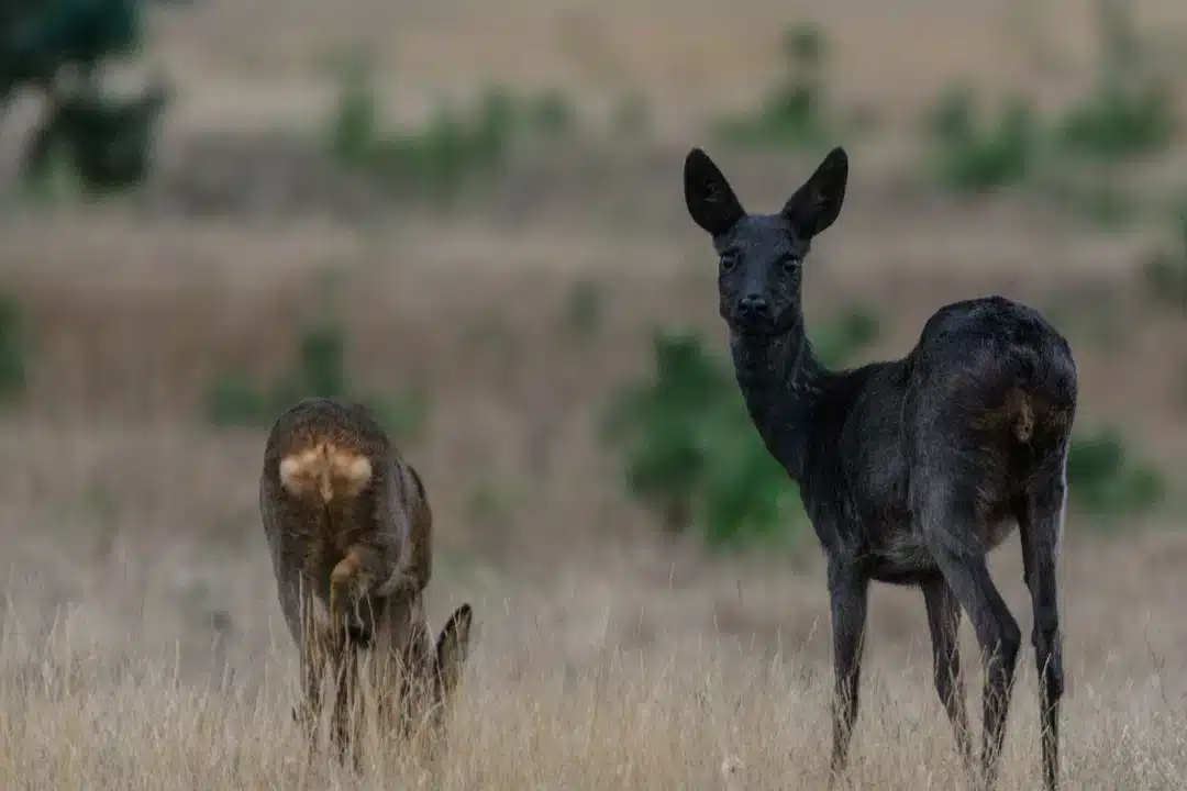 Reh Schwarz - Wildtiere in Europa
