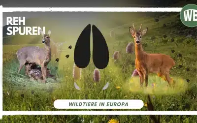 Reh Spuren: Die Fährten eines Waldtieres