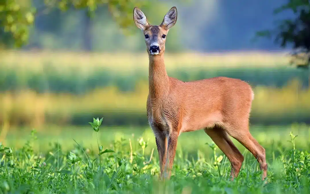 Reh Weiblich – Die Ricke und ihre besonderen Merkmale