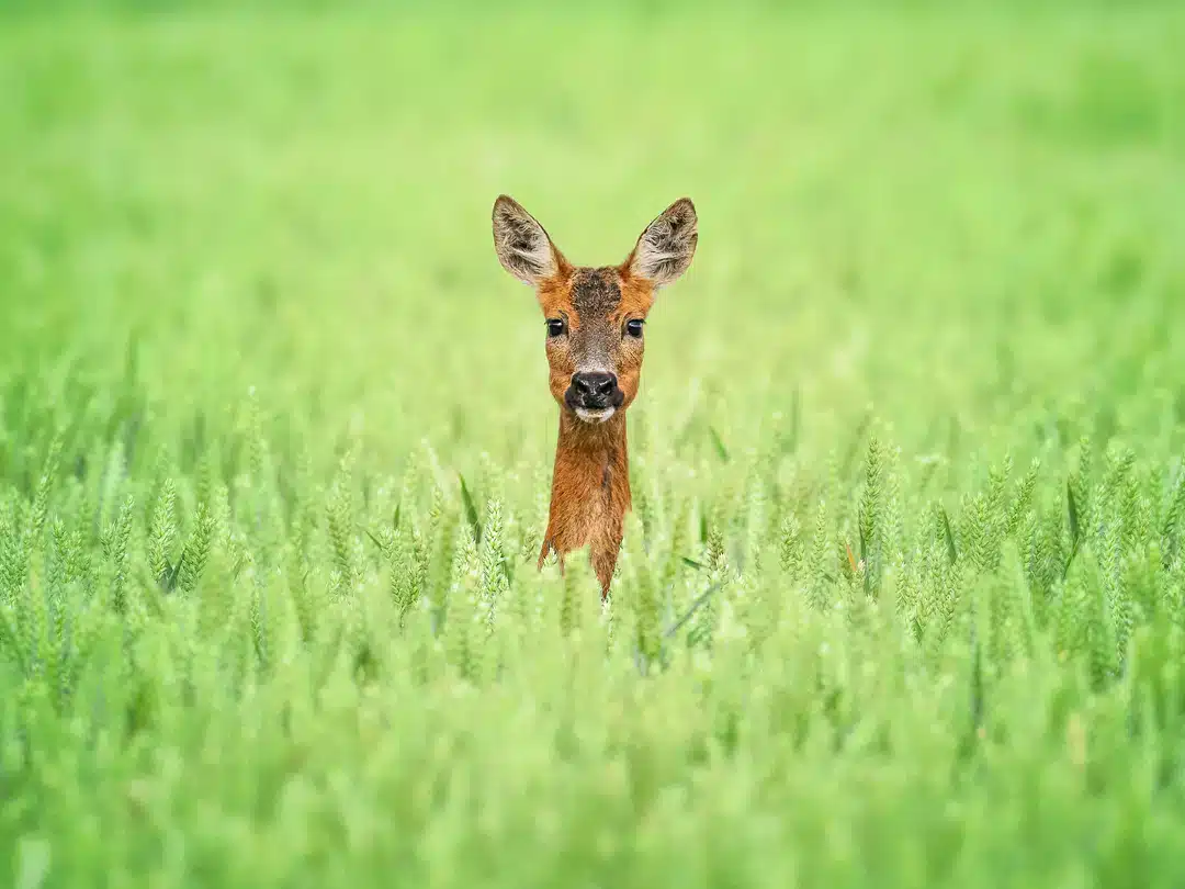 Reh im Feld - Wildtiere in Europa