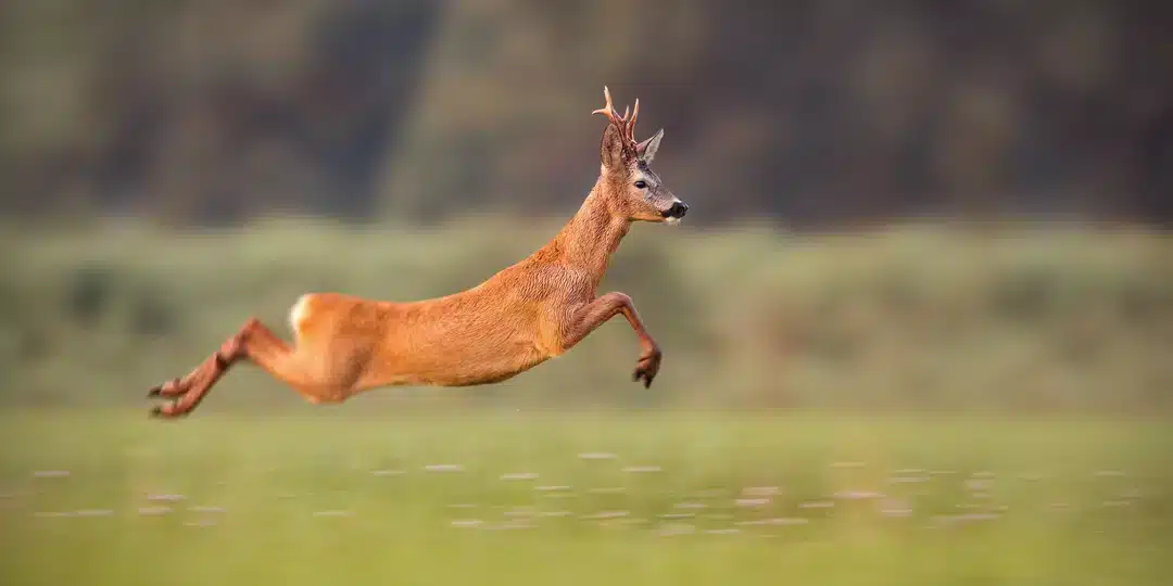 Rehbock im Sprung - Wildtiere in Deutschland