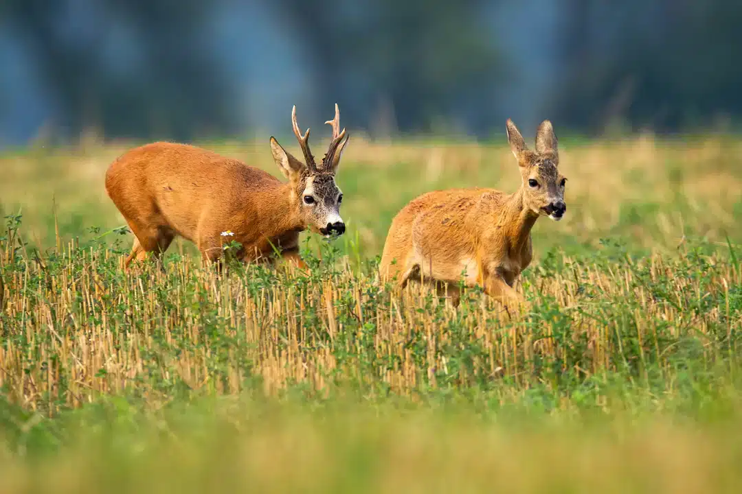 Rehbock und Ricke - Wildtiere in Deutschland