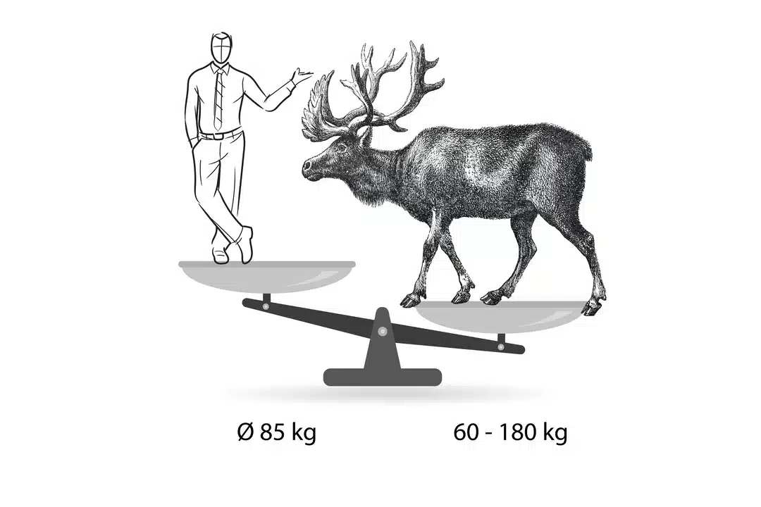 Rentier Gewicht im Vergleich zum Menschen - Wildtiere in Europa