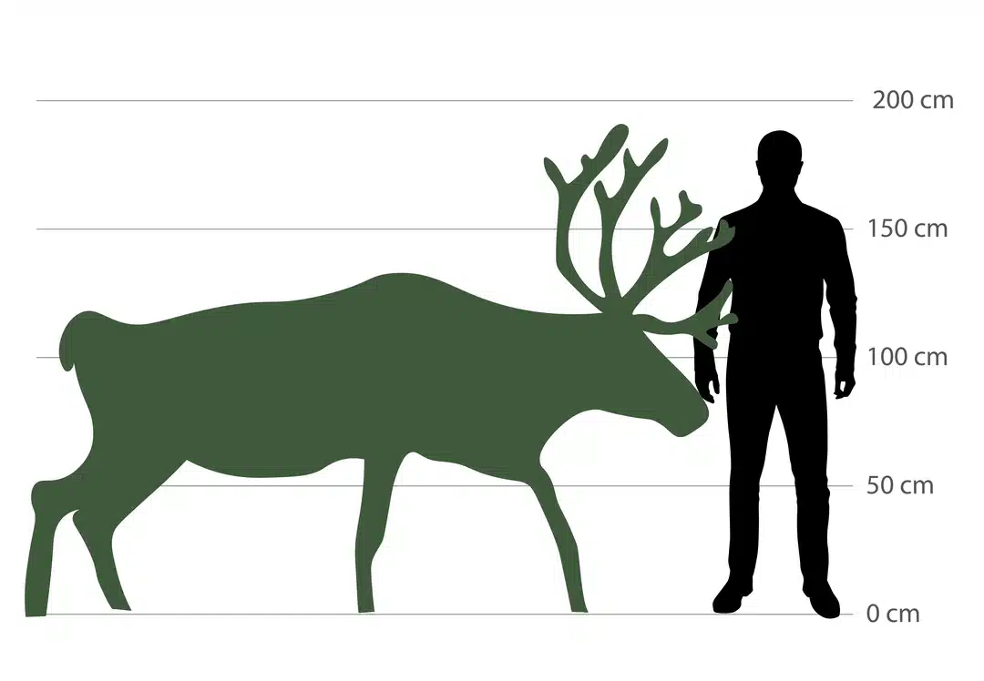 Rentier Größe im Vergleich zum Menschen - Wildtiere in Europa