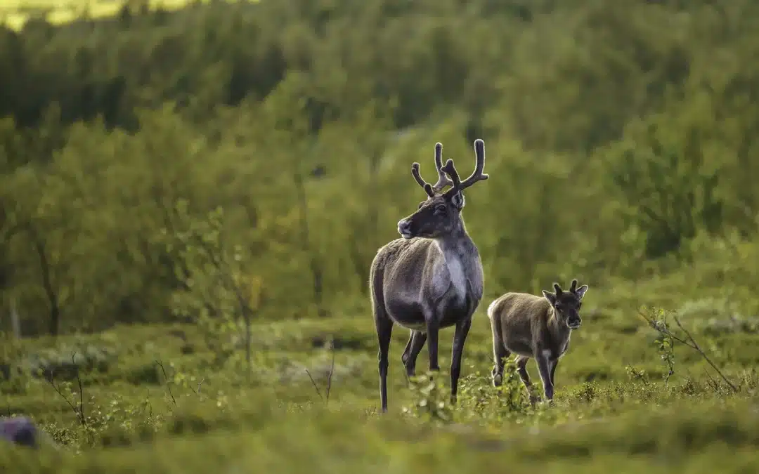Rentier weiblich – Alles über die Kühe der nordischen Tundra
