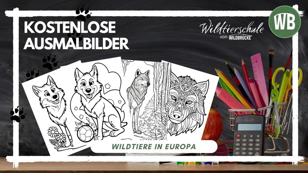 Kostenlose Ausmalbilder von Widltieren wie Wolf, Waschbär, Marder und Co. in der Wildtierschule von Wildbrücke