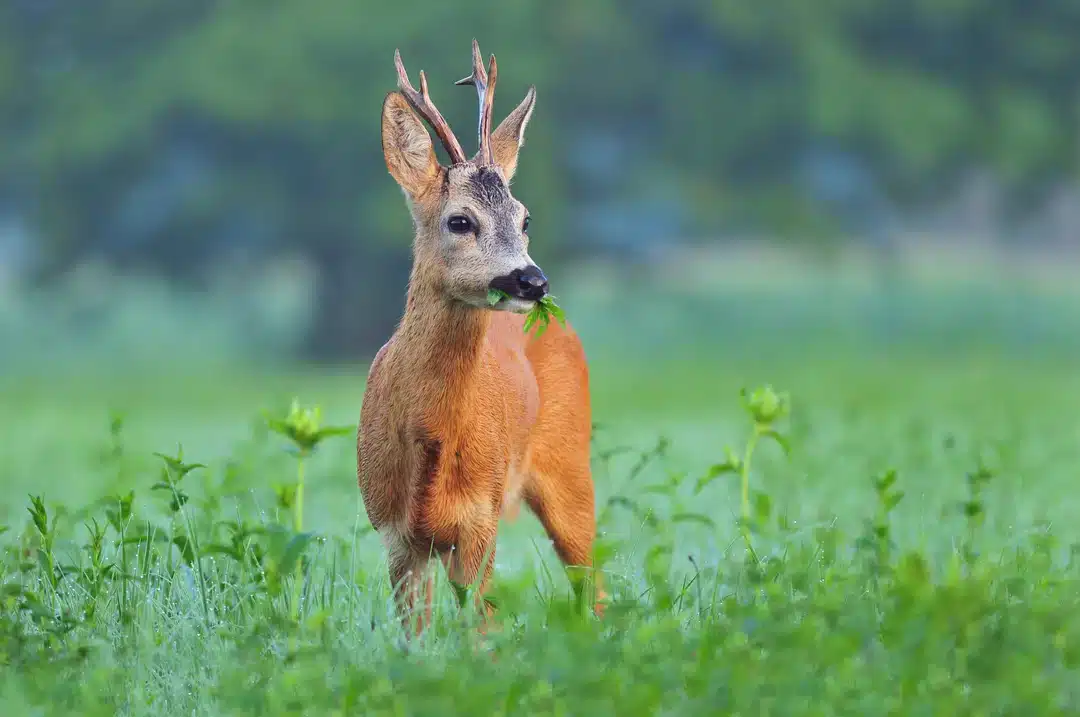 Was fressen Rehe - Wildtiere in Europa