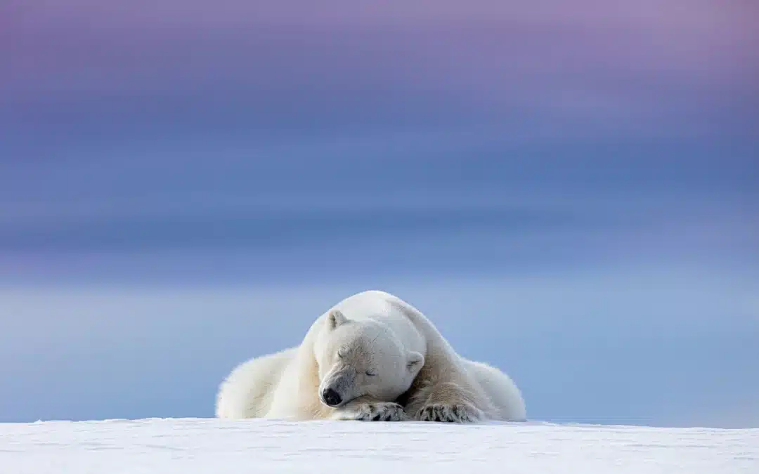 Wie alt wird ein Eisbär? Spannende Fakten über das Leben dieser eindrucksvollen Wildtiere